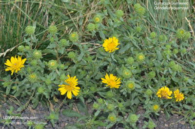 Grindelia squarrosa