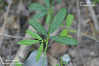 Stylosanthes biflora