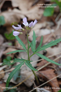 Cardamine concatenata