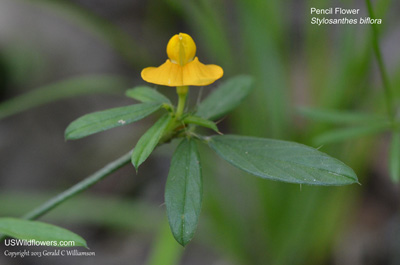 Stylosanthes biflora