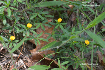 Stylosanthes biflora