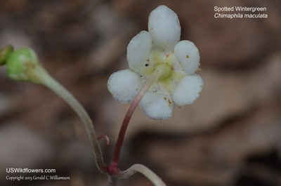 Chimaphila maculata