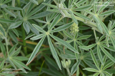 Lupinus argenteus