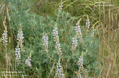 Lupinus argenteus