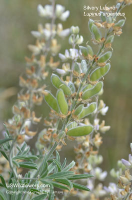 Lupinus argenteus