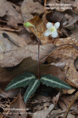 Chimaphila maculata