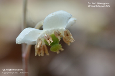 Chimaphila maculata