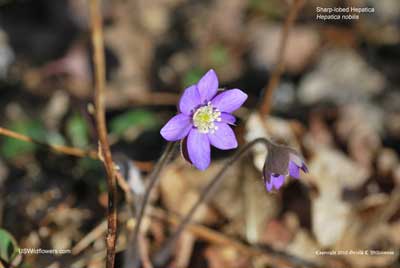 Anemone acutiloba