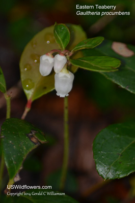 Gaultheria procumbens