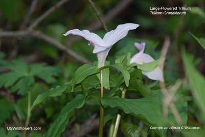 Trillium grandiflorum