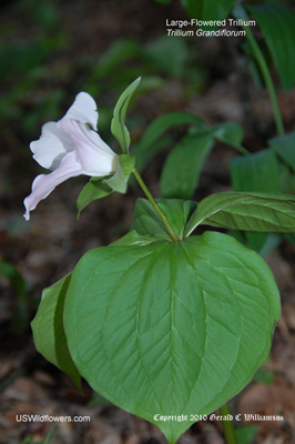 Trillium grandiflorum