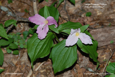 Trillium grandiflorum