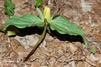 Trillium luteum