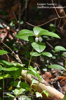 Gaultheria procumbens