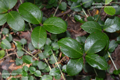 Gaultheria procumbens