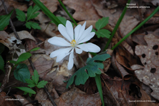 Sanguinaria canadensis