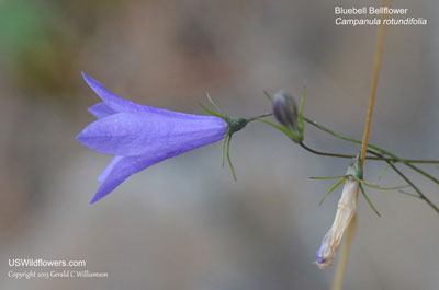 Campanula rotundifolia