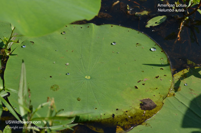 Nelumbo lutea