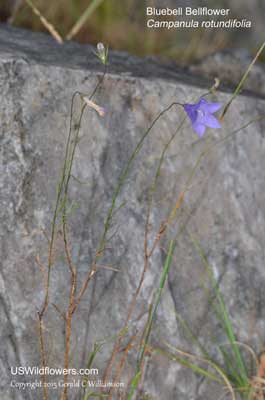 Campanula rotundifolia