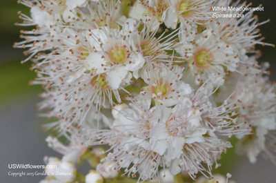 Spiraea alba