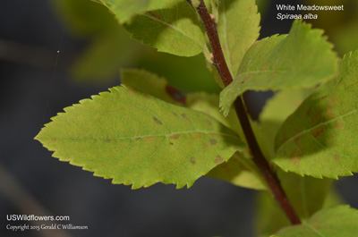 Spiraea alba