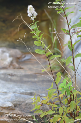 Spiraea alba