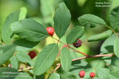 Rosa palustris