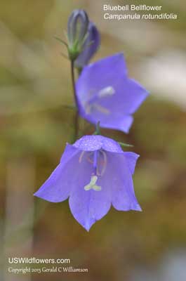 Campanula rotundifolia