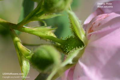 Rosa palustris