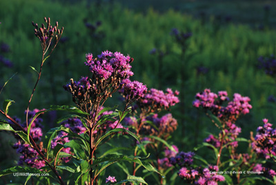 Vernonia gigantea