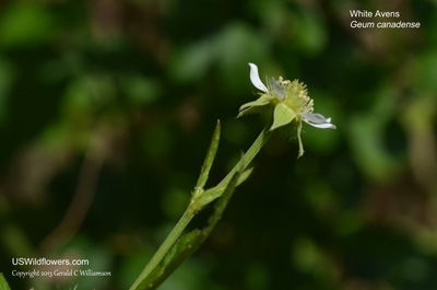 Geum canadense