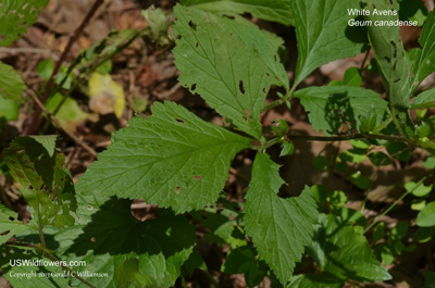 Geum canadense