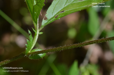 Geum canadense