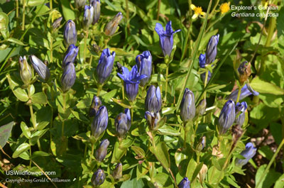 Gentiana calycosa