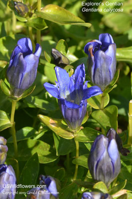 Gentiana calycosa