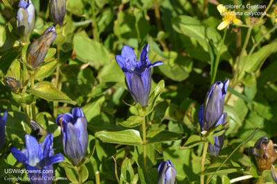 Gentiana calycosa