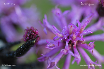 Vernonia gigantea