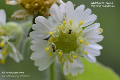 Polymnia canadensis