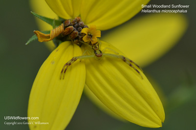 Helianthus microcephalus