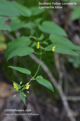 Lysimachia tonsa