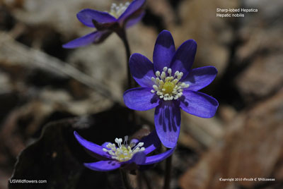 Anemone acutiloba