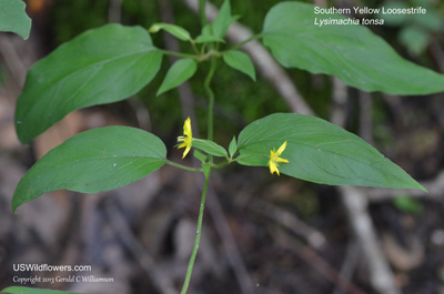 Lysimachia tonsa