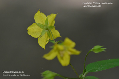 Lysimachia tonsa