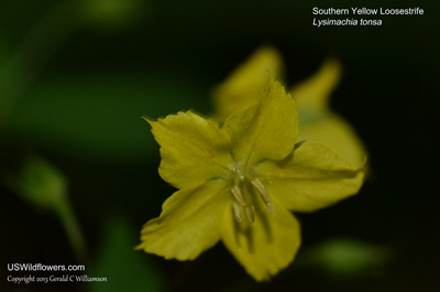 Lysimachia tonsa