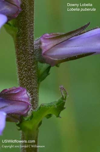 Lobelia puberula