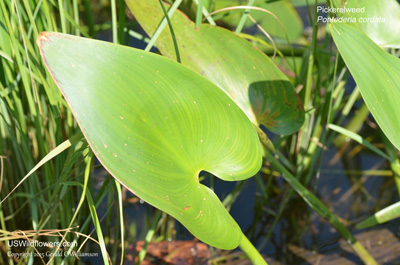 Pontederia cordata