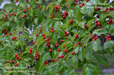 Cornus florida