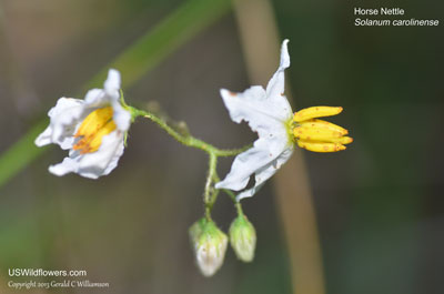 Solanum carolinense