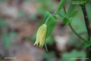 Uvularia perfoliata