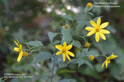 Helianthus decapetalus